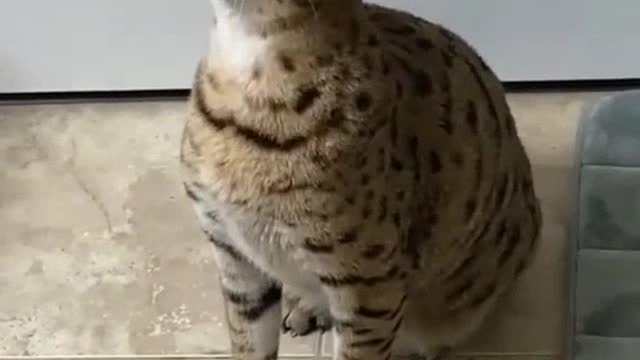 Cat sneeze