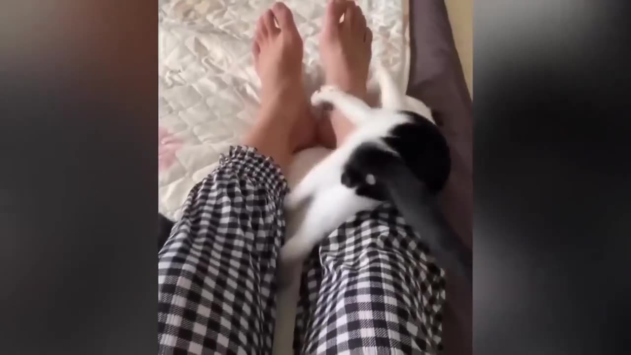 the funniest animal and pet moments compilation ever