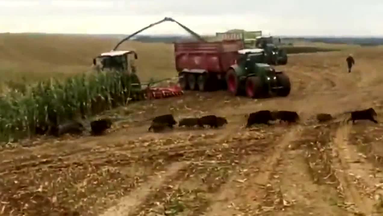 Wild boars in a corn field