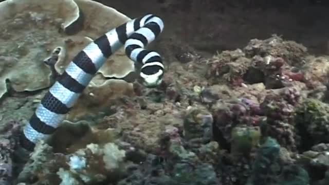 Sea snakes are hunting fish deep in the water