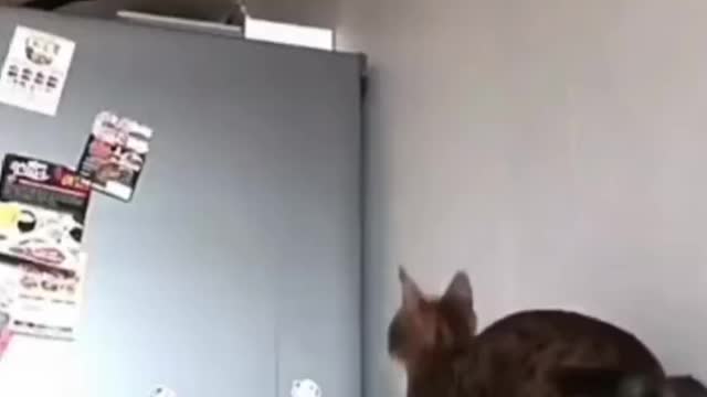 Cat video