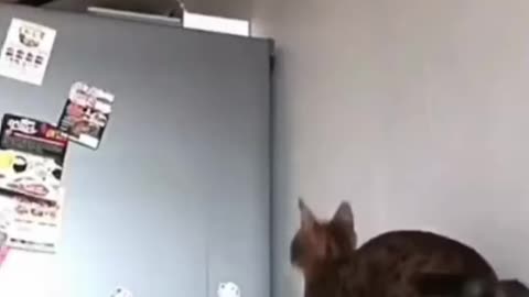 Cat video