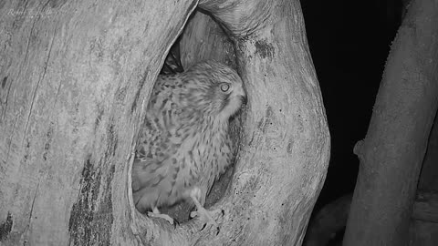 Dad raised chicks after mom disappeared