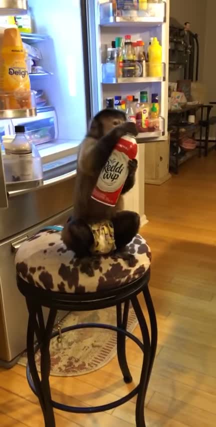 Ok so gaitlyn was eating at the bar tonight on the stool and yes she’s on her short lead that’s