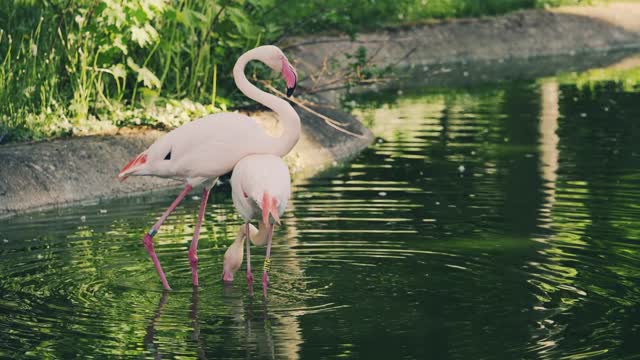 Flamingos enjoying Water