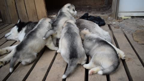 4 puppies eat in the fresh air