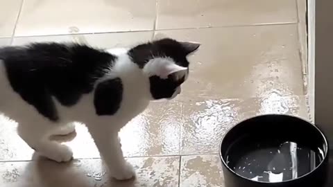 jamp the cat