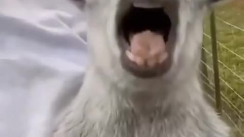 Try not to laugh funny animals