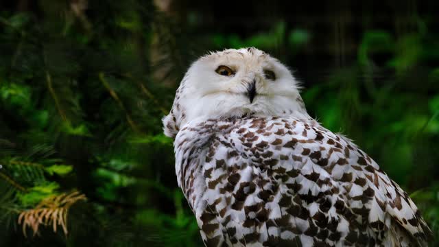 It's horrifying when Owl turns his neck about 360 degree