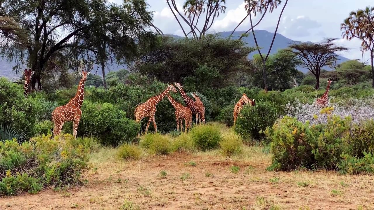 AFRICA Giraffes