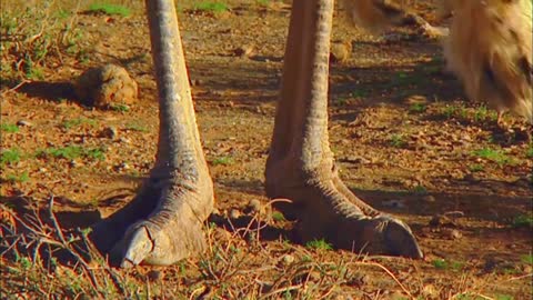 magnus Ostrich