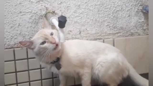 FUNNY CATS GETTING A FIRE 🤣