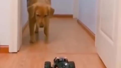 Funny pet