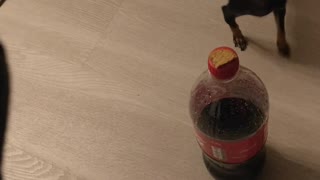 Very small dog trying to get cookie