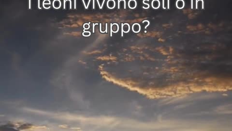 Fatto del Leone 7 - I leoni vivono soli o in gruppo?