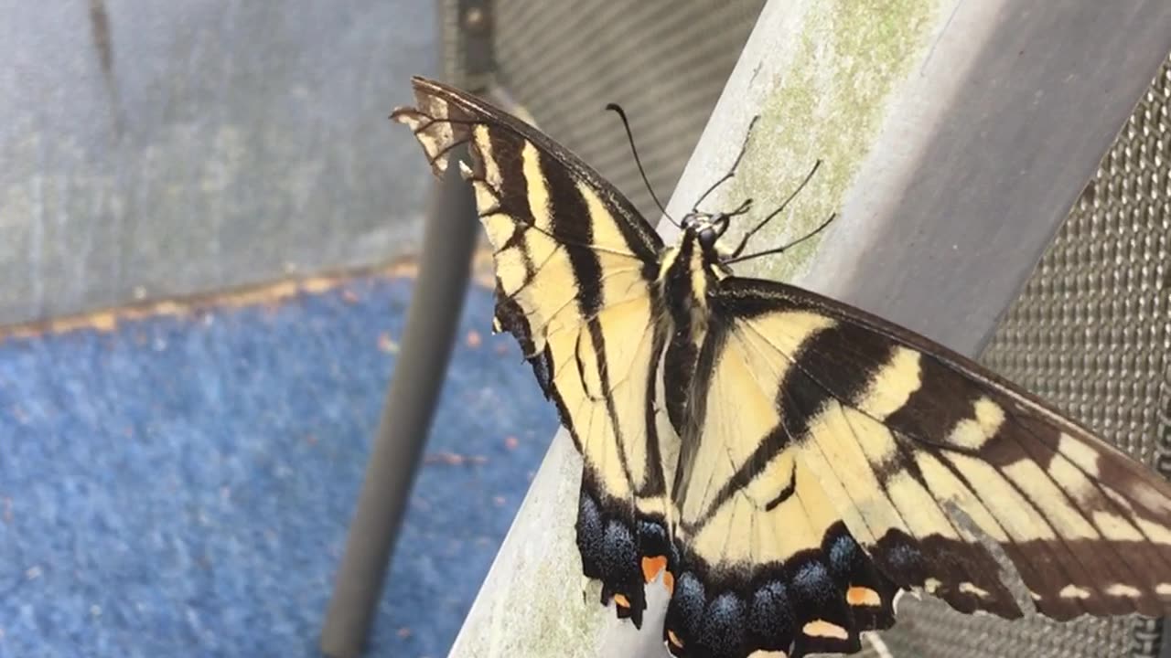 Pretty Butterfly Lake Arrowhead Ga