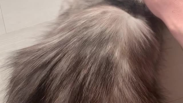 귀여운 아기 고양이 꼬리