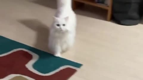 A Cute cat playing