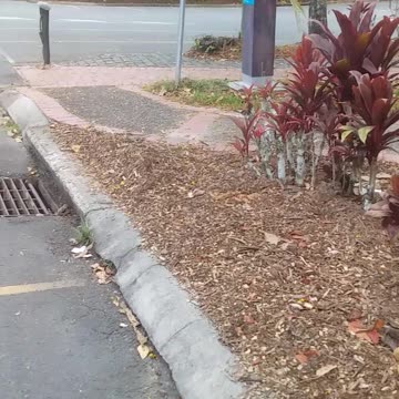 31.10.2024 Kuranda Post Office Car Park (1)