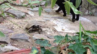 Turtle vs Cat