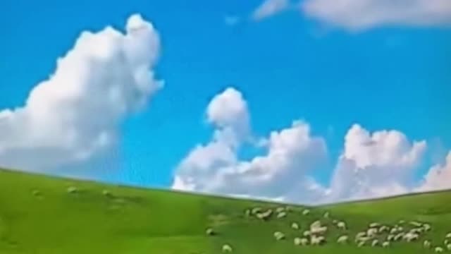 Many Wonderful sheep together eat grass ,very interesting