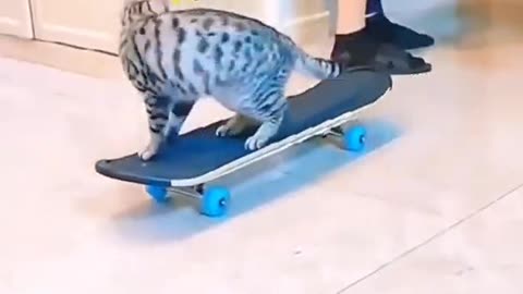 Funny Animal Videos 2022 😂 - Funniest Cats And Dogs Videos 😺😍 #9