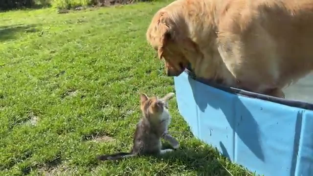 Fearless Kittens Attack Gentle Golden Retriever