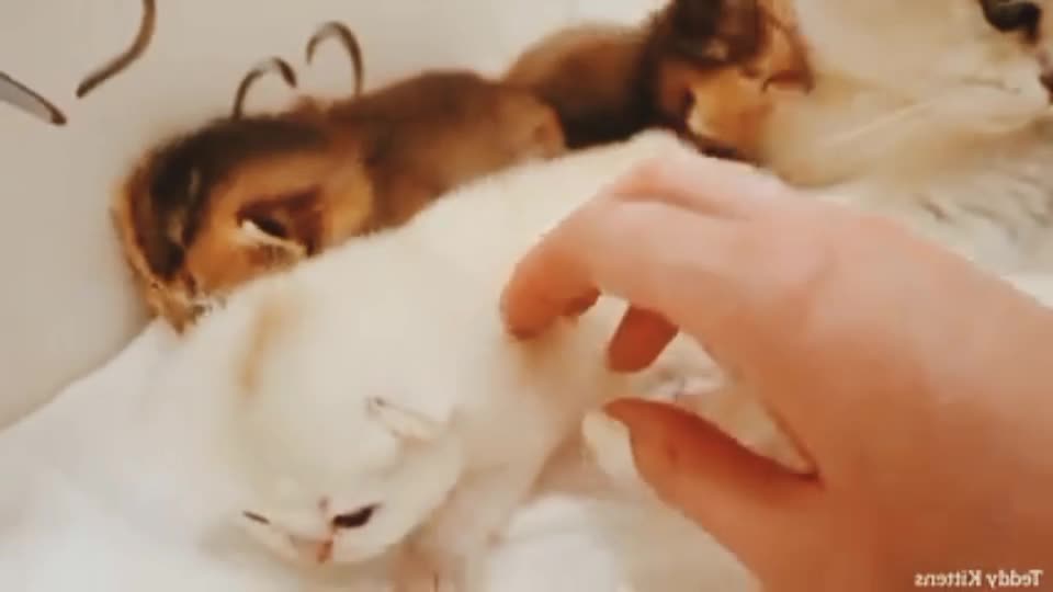 Kittens open their eyes for the first time after 12 days of birth.