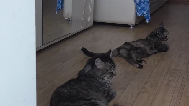 The cat Thomas & cat Katerina