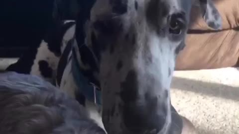 THE GREAT DANE Dog Video 114 - Great Dane Compilation - Tallest Dog in The World