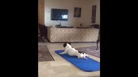 funny animals full funny cats and dogs