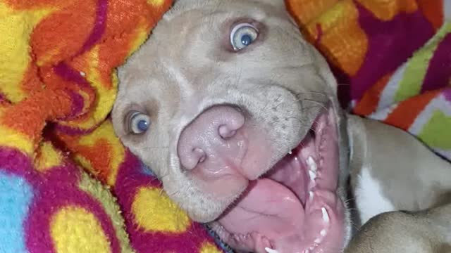 American Pitbull😍😍 smiling puppy laughing American bully ❤❤laughing funny puppy videos cu