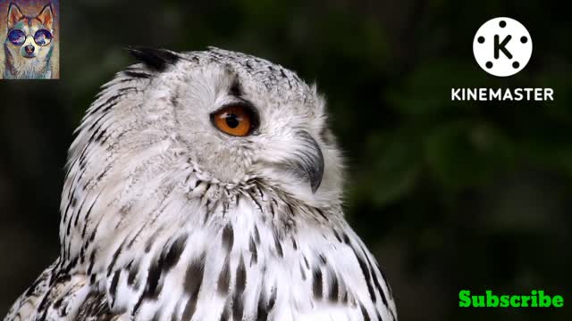 Owl beautiful