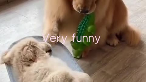 Funny pets