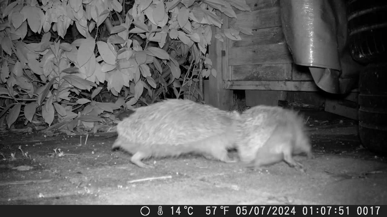 Hedgehog encounter, not always friendly - Igeltreffen, nicht immer so freundlich