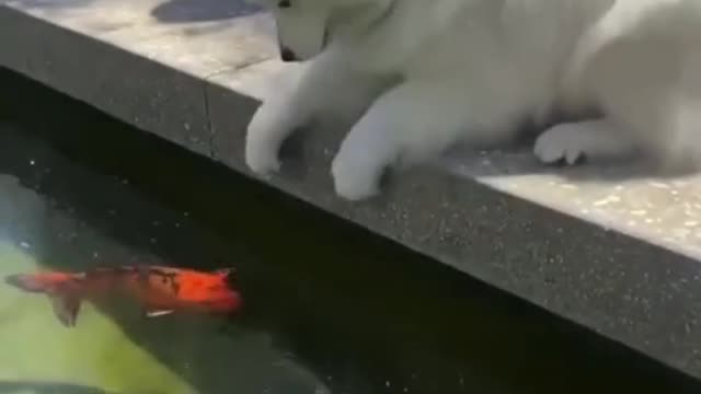 funny dog videos
