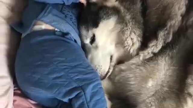 3 Years Of Love Between My Husky & Baby!! [CUTEST VIDEO EVER!] [WITH MUSIC]