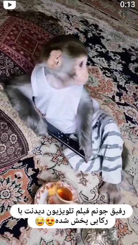 Our baby monkey loves drinking tea while watching TV. Does your monkey do the same? 🍵🐒📺