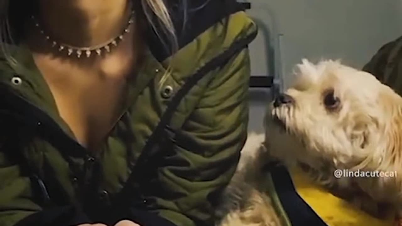 Calling dogs and pretending they don't see them