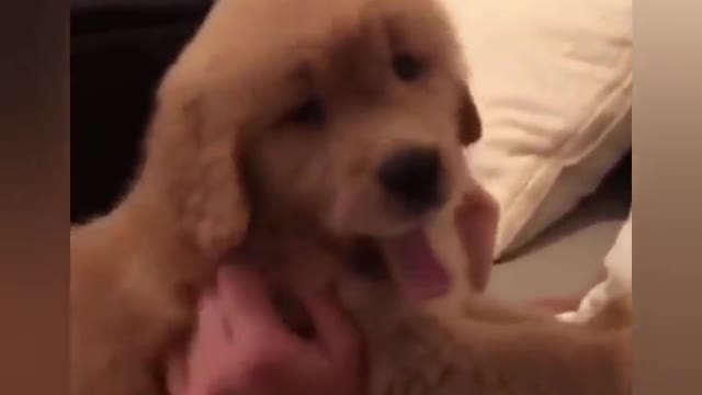 Cute Dog Compilation : Cute Dogs Getting Hugs lovely and sweet