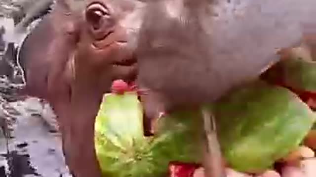 Eat watermelon by hippo