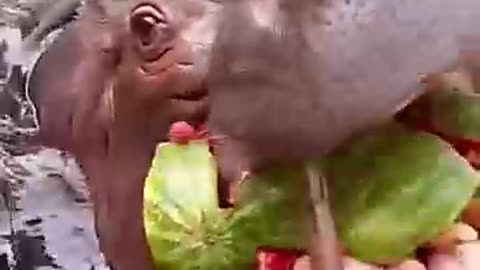 Eat watermelon by hippo