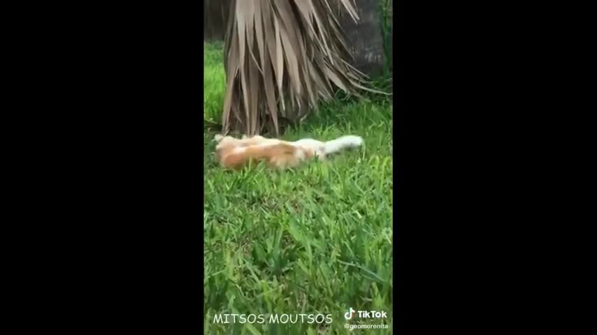 Funny cats playing and fighting with each other stuff😃