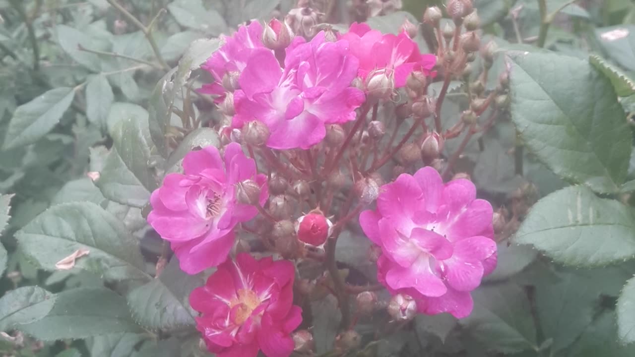 Unusual roses