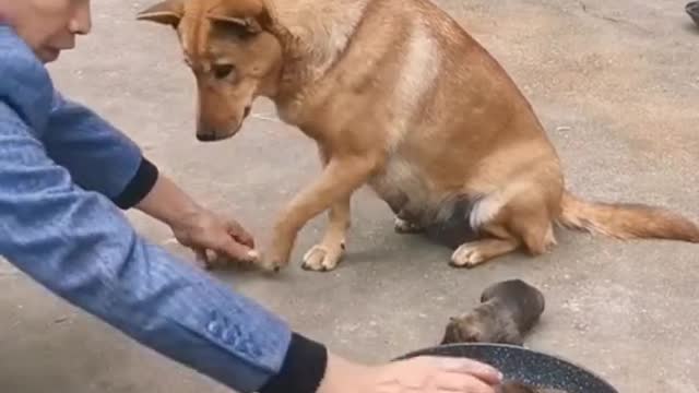 funny dog ​​video
