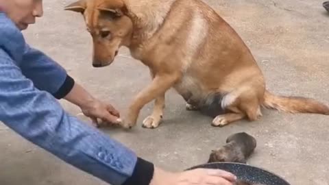 funny dog ​​video