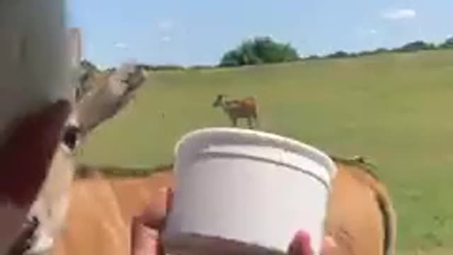 Git those flies outa my face