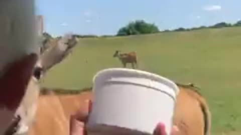 Git those flies outa my face