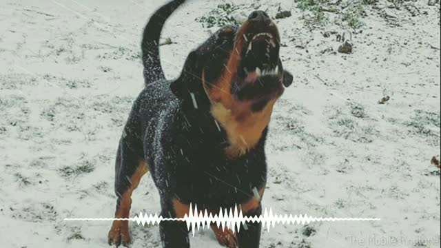 _musical_score_Dog Barking Sound _ Dog Sound Effect _ by the mobile ringtone