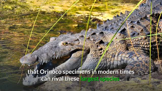 orinoco crocodile 🐊# dangerous video